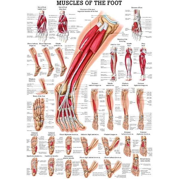 Anatomy and Injuries of the Foot and Ankle: Anatomical Chart